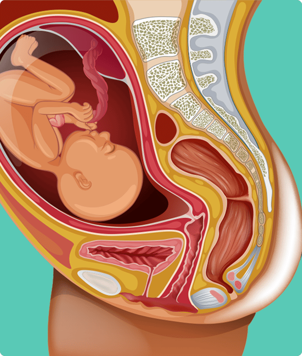 Baby in a womb