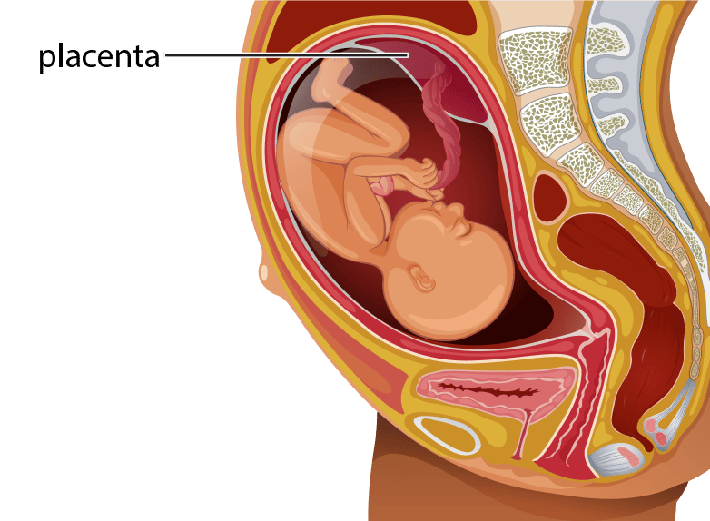 Placenta icon